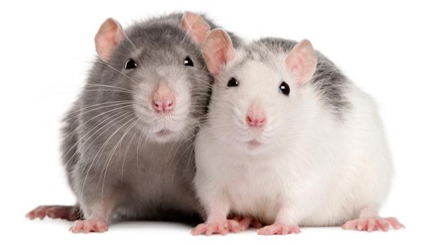 Two rats, 12 months old, in front of white background